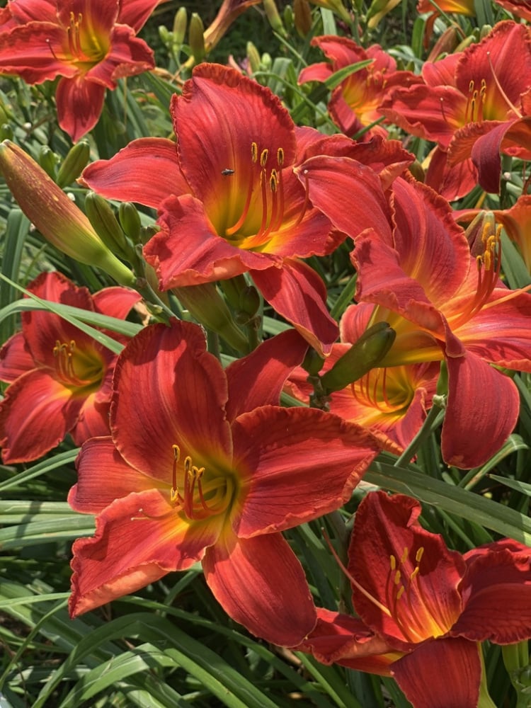 HM-Tiffany-Testo-Wayside-Red-Ensign